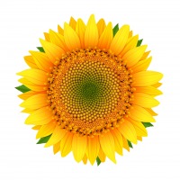 EL GIRASOL Icono